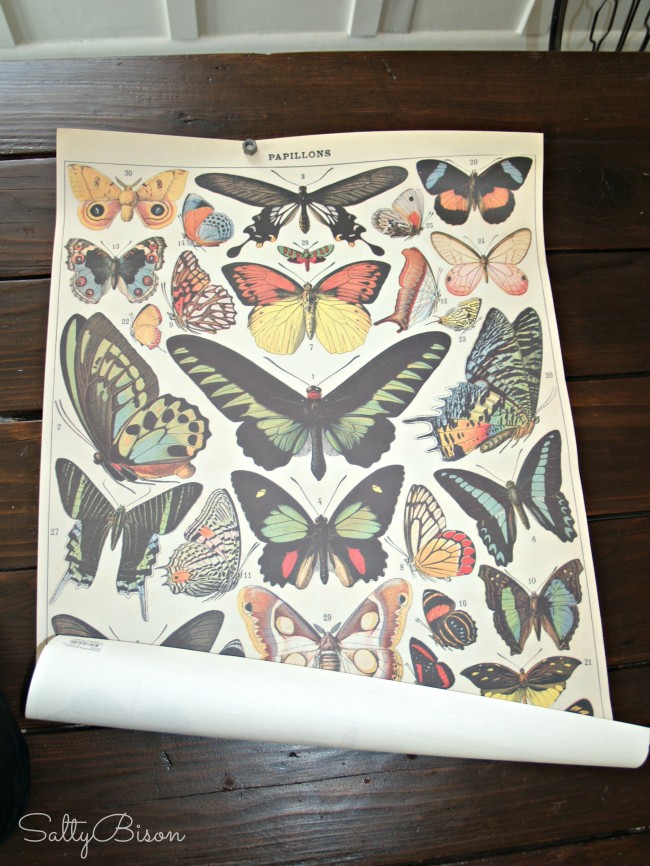 Papyrus Butterfly Paper