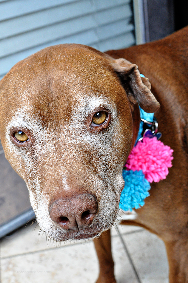 Shortcake our family dog, sporting her new dog collar 