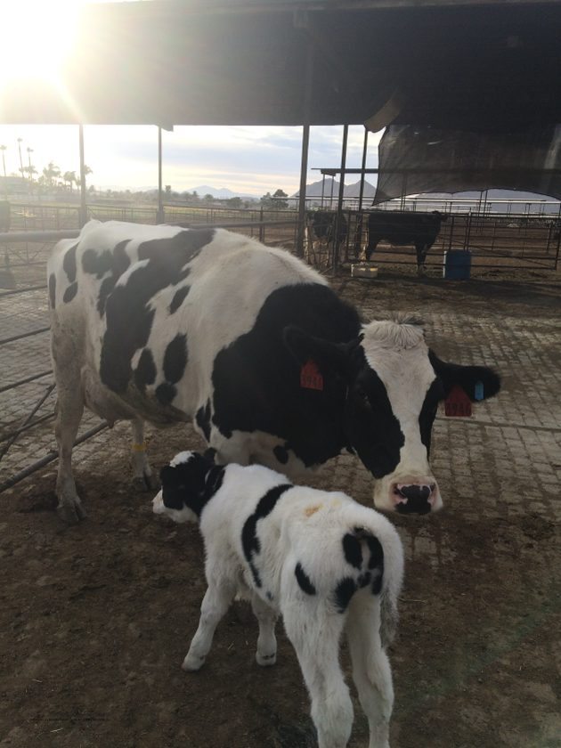 Mom and her baby CA Milk Advisory Board Farm Tour 