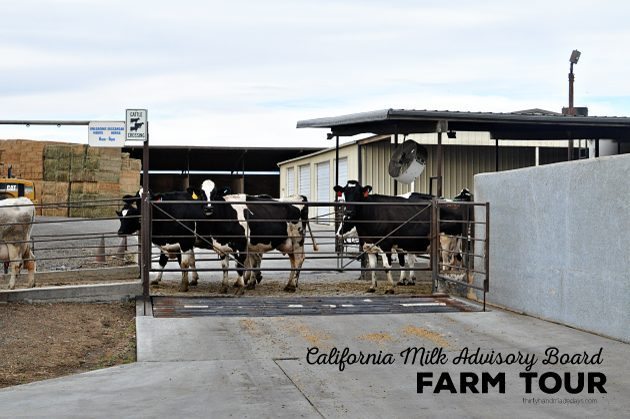 CA Milk Advisory Board Farm Tour -  on the farm| Thirty Handmade Days