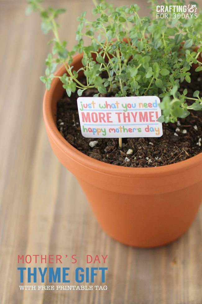 THYME_GIFT_1