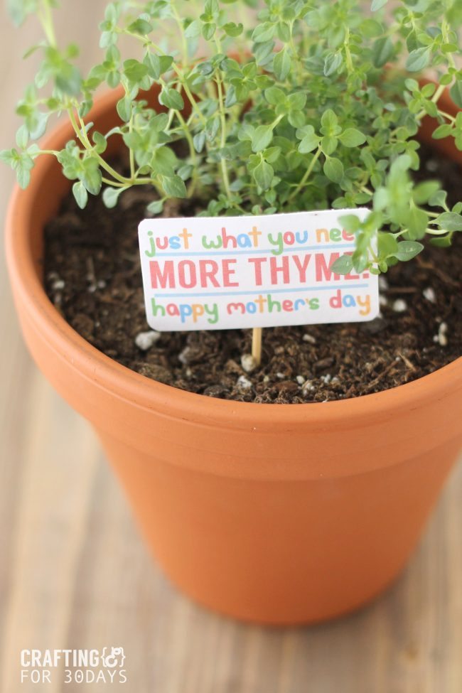 THYME_GIFT_2