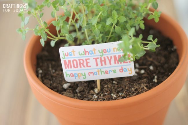 THYME_GIFT_3