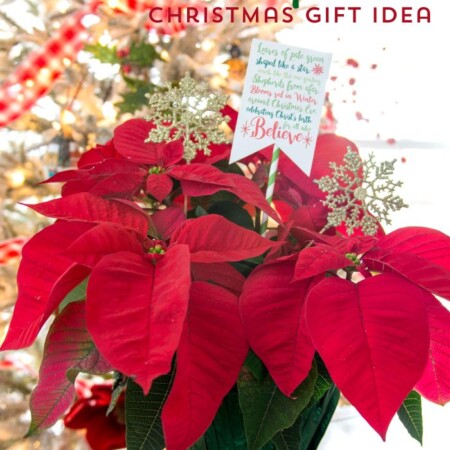 Poinsettia Christmas Gift with cute free printable included