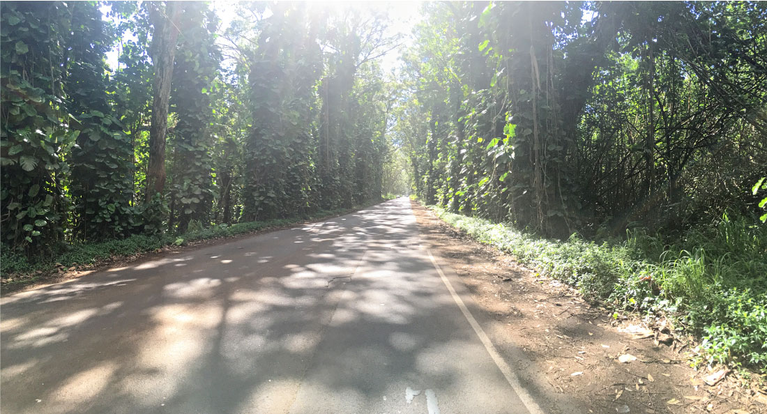 Travel - Things to do in Kauai - Tunnels Road