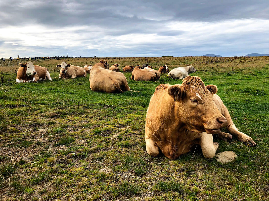 Things to do in Scotland - Scottish Bulls