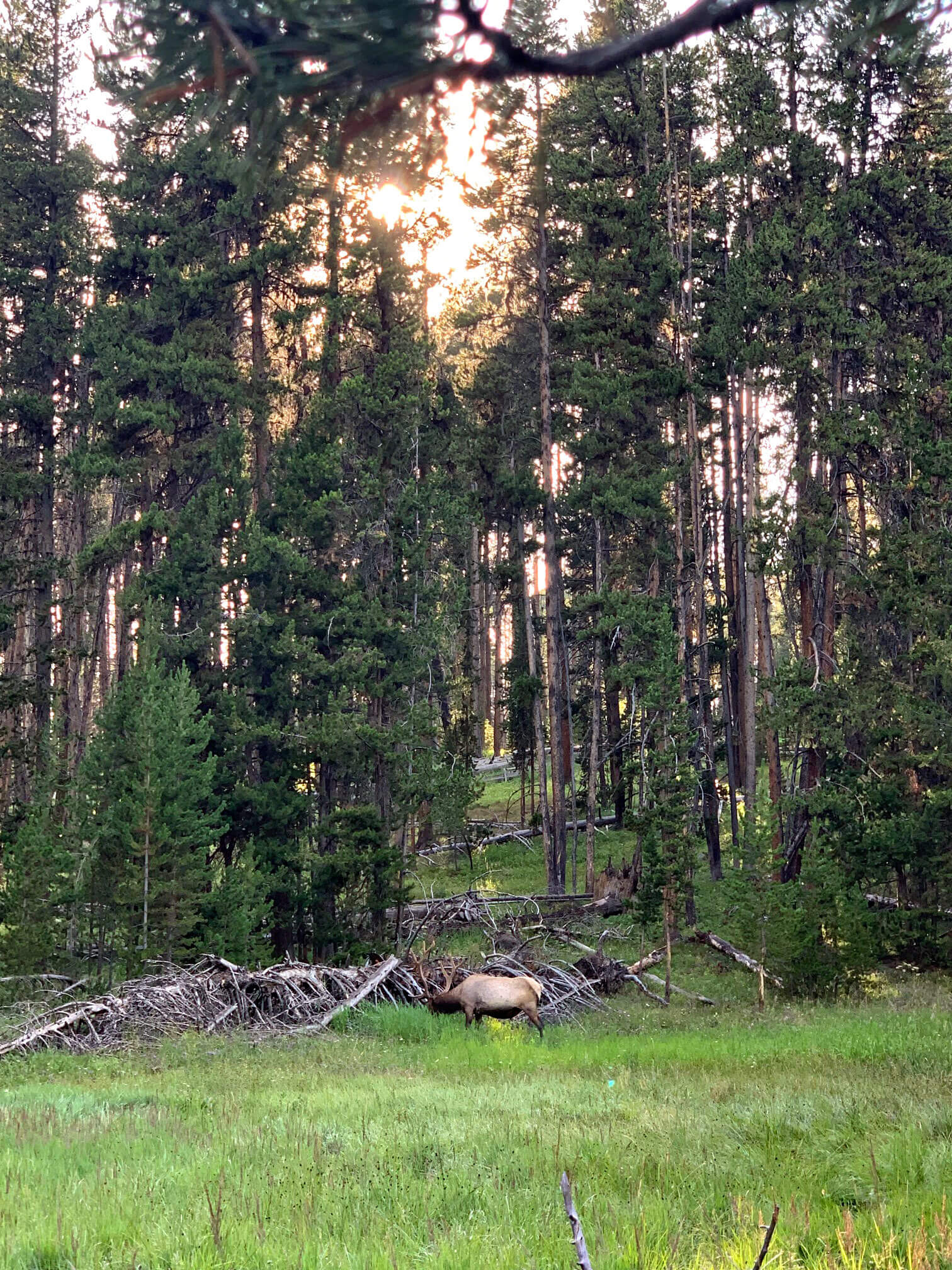 Hayden Valley deer