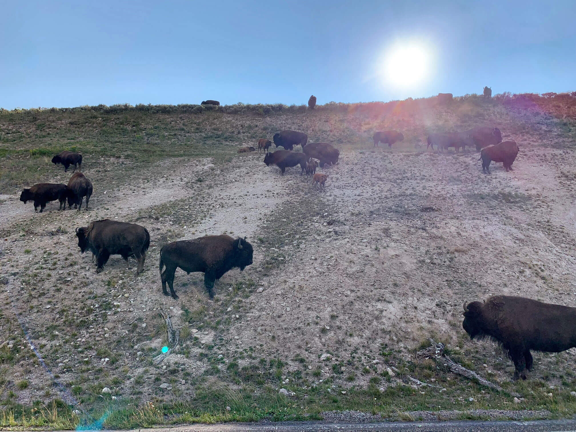Bison in Hayden Valley